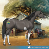 Horse Color:Grullo Splash Tobiano 