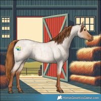 Horse Color:Red Dun Roan 
