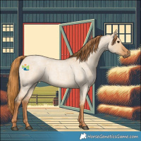 Horse Color:Red Dun Roan 
