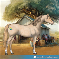 Horse Color:Red Dun Roan 