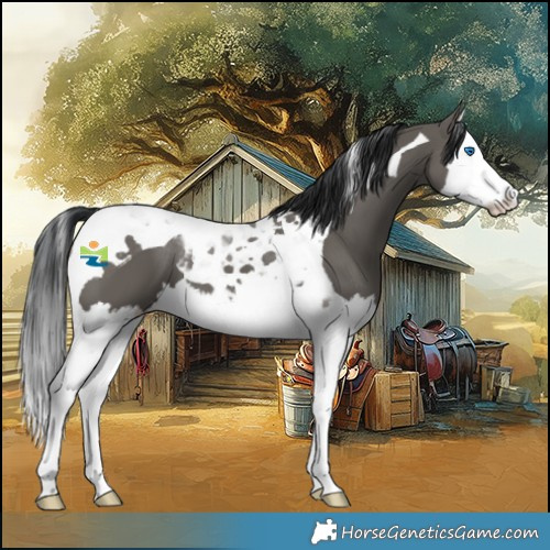 Horse Color:Grullo Splash Tobiano 