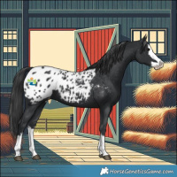 Horse Color:Black Splash Appaloosa 