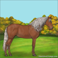 Horse Color:Silver Bay Sabino Rabicano 