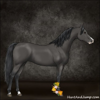 Horse Color:Black Splash 