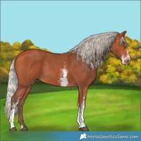 Horse Color:Silver Bay Sabino Rabicano 