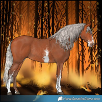 Horse Color:Silver Bay Sabino Rabicano 