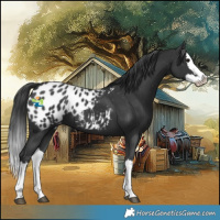 Horse Color:Black Splash Appaloosa 