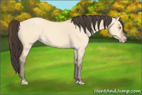 Horse Color:Amber Champagne Dun 