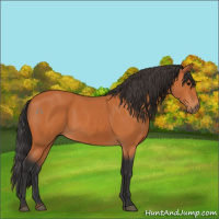 Horse Color:Bay 