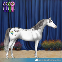 Horse Color:Brown Roan Splash Appaloosa 