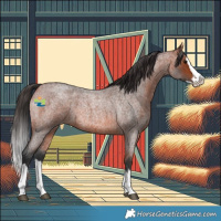 Horse Color:Bay Roan Splash 