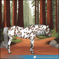 Horse Color:Liver Red Dun Appaloosa 