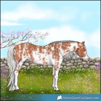 Horse Color:Silver Bay Sabino Rabicano 