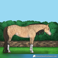 Horse Color:Bay Dun  and Buckskin Dun 