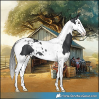 Horse Color:Black Splash Tobiano 