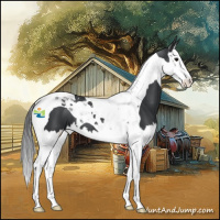 Horse Color:Black Splash Tobiano