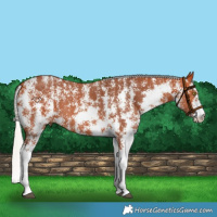 Horse Color:Silver Bay Sabino Rabicano 