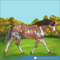 Horse Color:Brown Sabino Rabicano  and White Spotted Bay Sabino Rabicano 