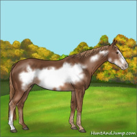 Horse Color:Chestnut Frame 