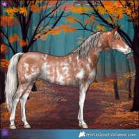 Horse Color:Silver Bay Sabino Rabicano 