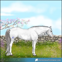 Horse Color:White Spotted Black Splash Tobiano Frame Appaloosa