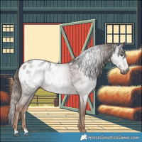 Horse Color:Gray Red Roan Appaloosa 