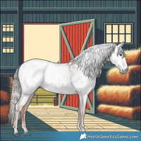 Horse Color:Gray Red Roan Appaloosa 