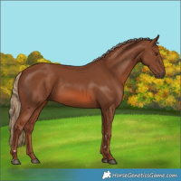 Horse Color:Chestnut 
