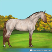 Horse Color:Red Dun Roan 