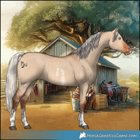 Horse Color:Silver Bay Dun Sabino Rabicano 