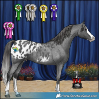 Horse Color:Blue Roan Splash Appaloosa 