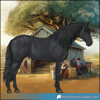 Horse Color:Black 