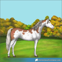 Horse Color:Silver Bay Sabino Rabicano 