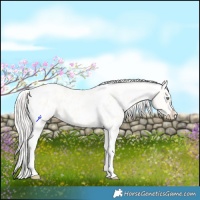Horse Color:Silver Amber Cream Champagne Roan Dun Splash Tobiano Frame Appaloosa Rabicano 