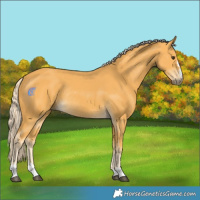Horse Color:Palomino Rabicano
