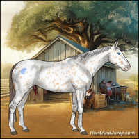 Horse Color:Bay Roan Dun Splash Appaloosa 