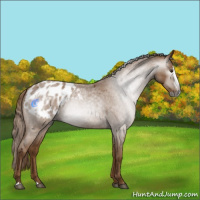 Horse Color:Gray Red Roan Splash Blanket 