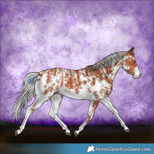 Horse Color:Silver Bay Sabino Rabicano 