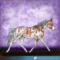 Horse Color:Silver Bay Sabino Rabicano 