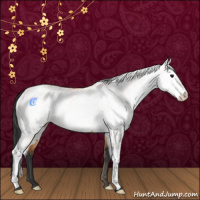 Horse Color:White Spotted Bay 