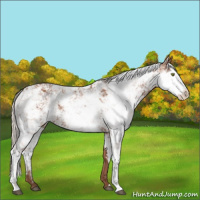 Horse Color:Silver Bay Sabino Rabicano 