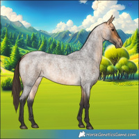 Horse Color:Buckskin Roan