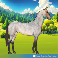 Horse Color:Buckskin Roan 
