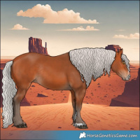 Horse Color:Silver Bay Sabino Rabicano 