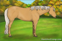 Horse Color:Silver Buckskin Sabino Rabicano 