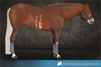 Horse Color:Silver Bay Sabino Rabicano 