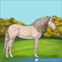 Horse Color:Perlino 