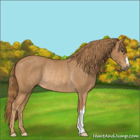 Horse Color:Chestnut Rabicano