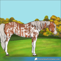Horse Color:Silver Bay Sabino Rabicano 