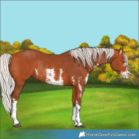 Horse Color:Silver Bay Sabino Rabicano 